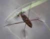 Gerris gibbifer